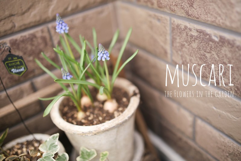 IMG_6710のコピー